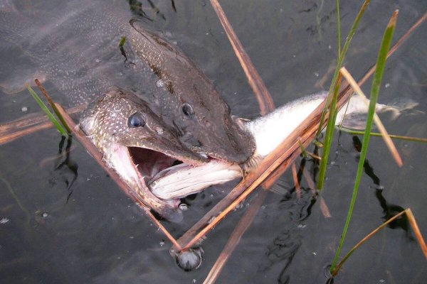 Нильская щука