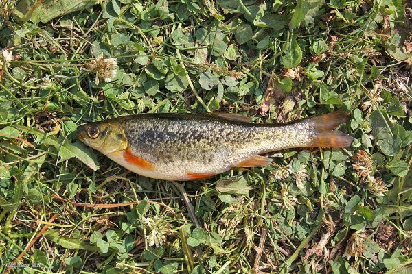 Гольян обыкновенный - Phoxinus Phoxinus