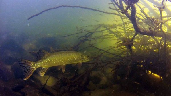 Щука Озерная