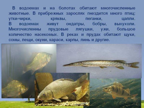 Обитатели наших водоемов