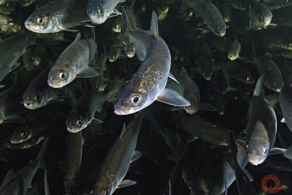Озеро Байкал омуль Байкальский