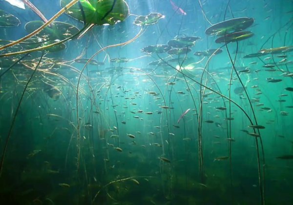 Река под водой