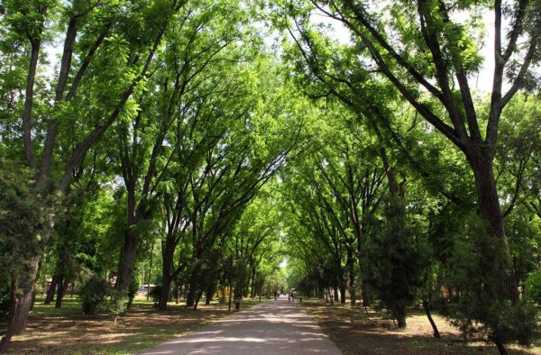Чистяковская роща (Первомайский парк).