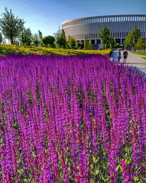 Парк Галицкого в Краснодаре шалфей