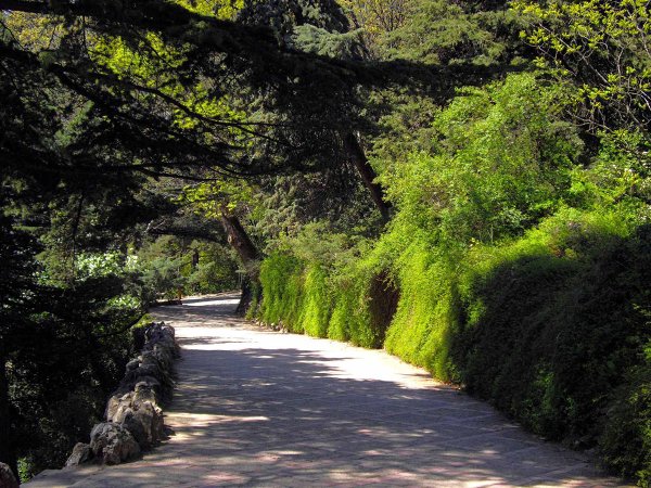 Никитский Ботанический сад в Крыму