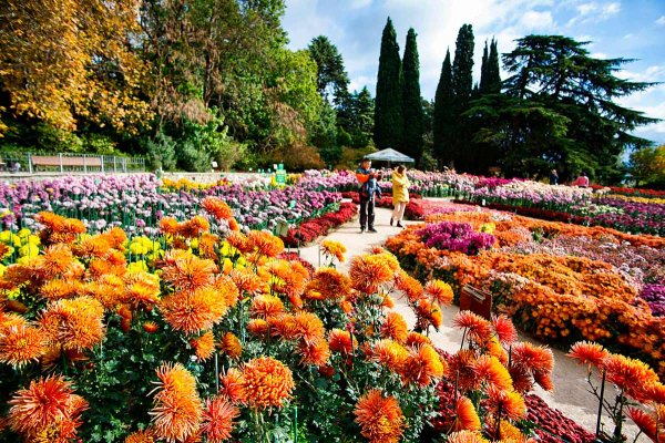 Никитский Ботанический сад бал хризантем