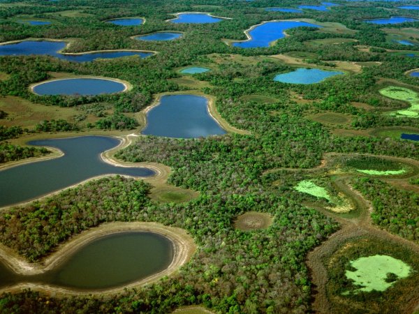 Болота Пантанал Бразилия