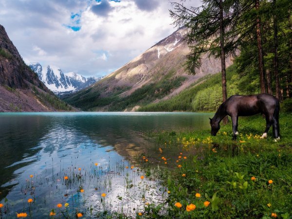 Алтай цветы Шавлинское озеро