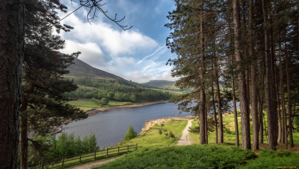 Бор Сосновый Лесное озеро