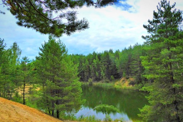 Бор Сосновый Лесное озеро