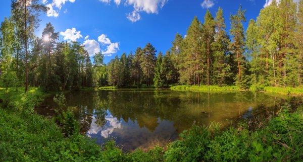Уральский лес Екатеринбург