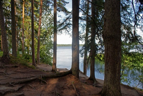 Сосновый Бор Костанай лес