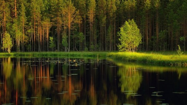 Природа карельского перешейка