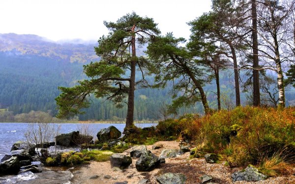 Сосновый Бор Байкал