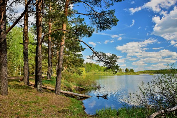 Лужский район лето лес