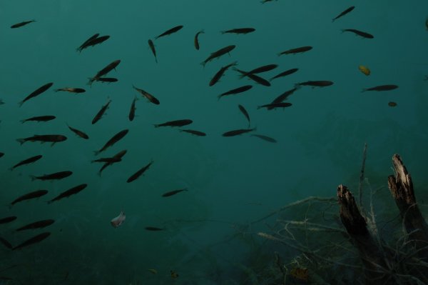 Озеро с рыбками