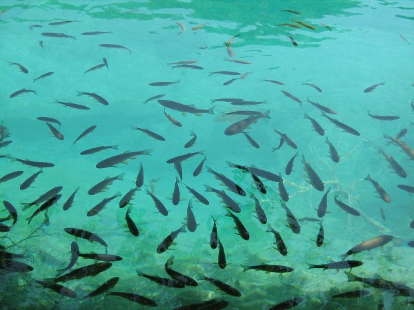 Рыбы в Озерах