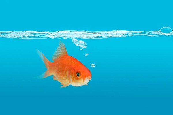 Рыбки плавают