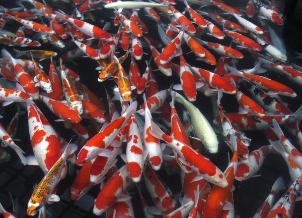 Китайский Карп кои