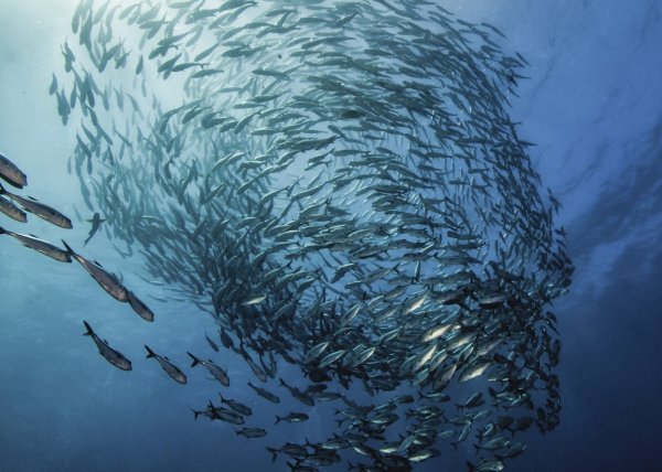 Атлантическая сельдь нерест