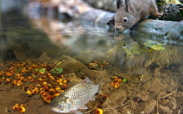 Рыба в ручье