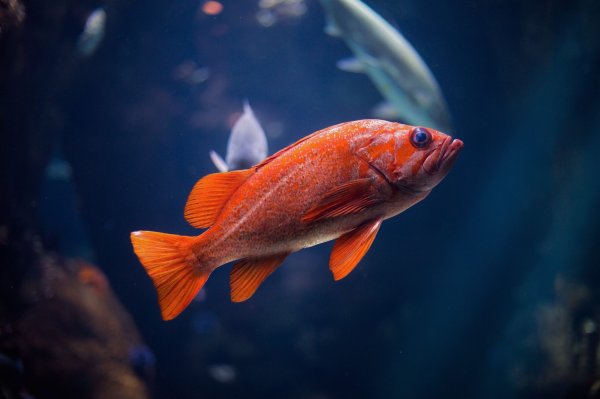 Красная рыба