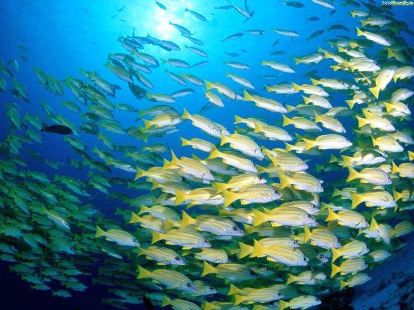 Косяк рыб