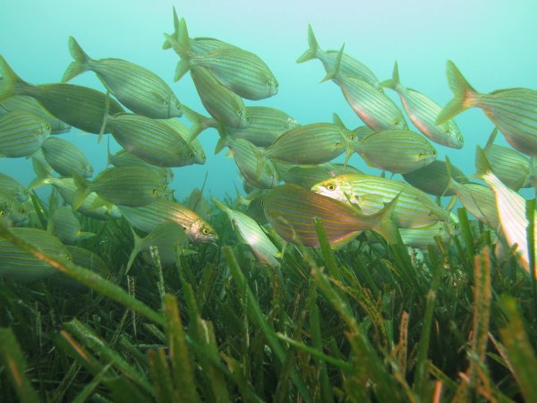 Водоросли с рыбками