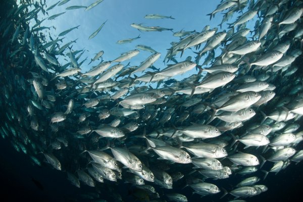 Азово Черноморская сельдь