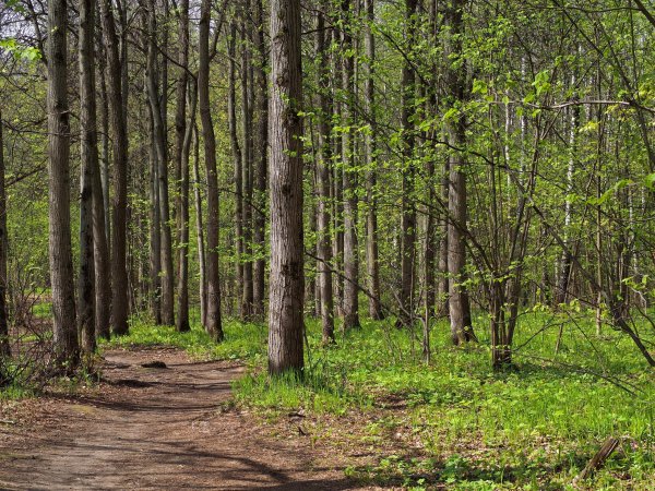 Парк, парк, Битцевский лес.