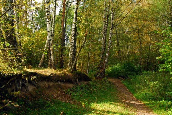 Битцевский лесопарк (Битцевский лес)