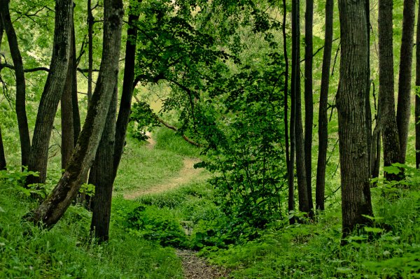 Битцевский лесопарк (Битцевский лес)