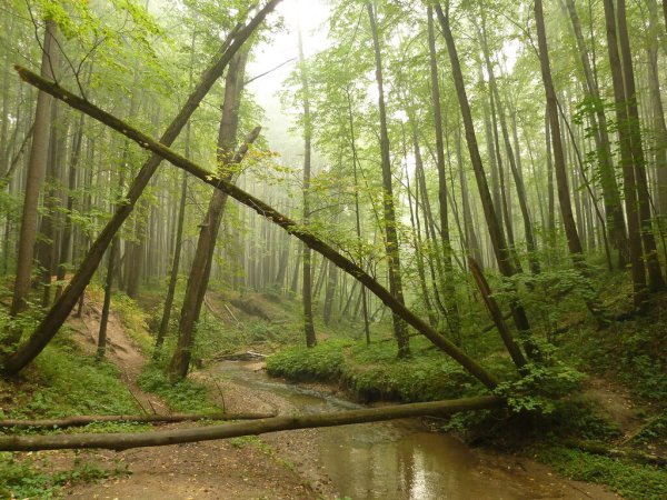 Битцевский лесопарк (Битцевский лес)