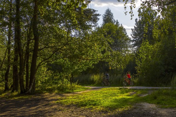 Природно-исторический парк «Битцевский лес»