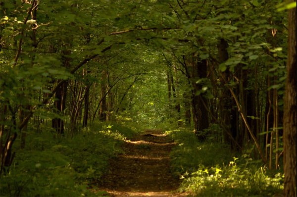 Парк Битцевский лес в Москве