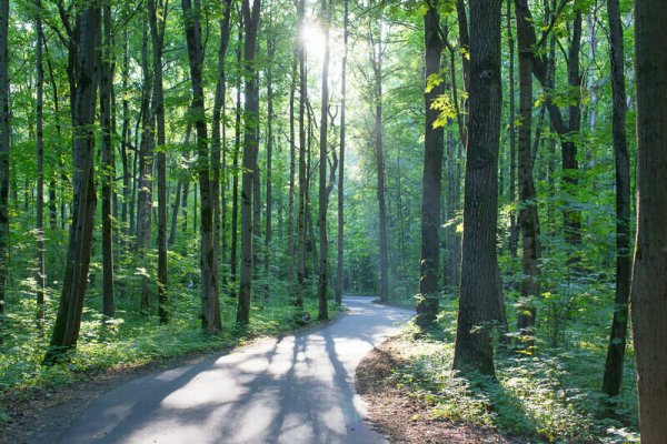 Круглая роща Битцевский парк