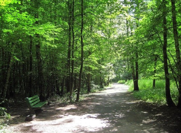 Парк Битцевский лес