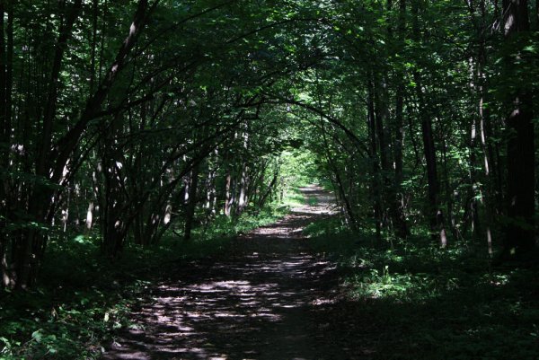 Битцевский лесопарк (Битцевский лес)