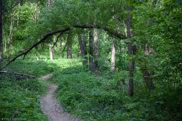 Круглая роща Битцевский парк