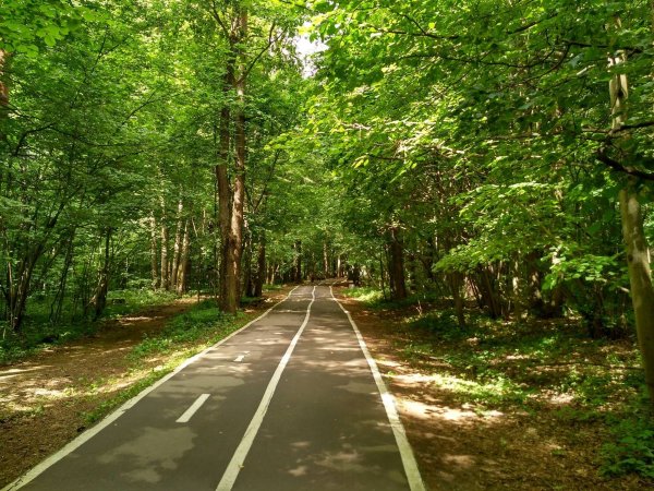 Битцевский лесопарк (Битцевский лес)