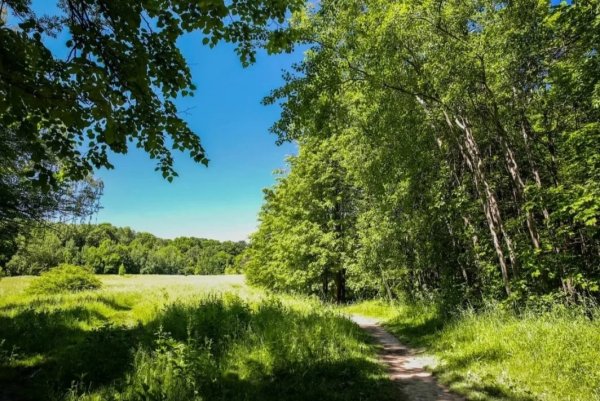 Парк, парк, Битцевский лес.