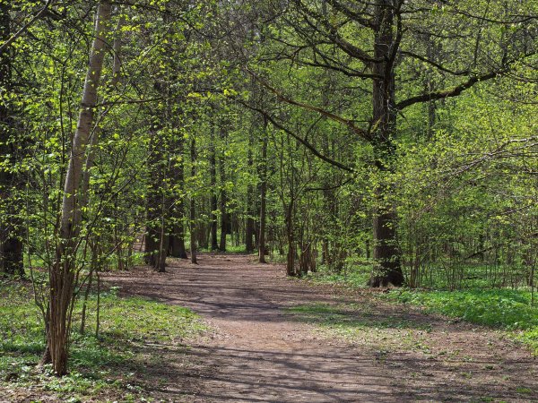 Битцевский лесопарк Измайловский лесопарк