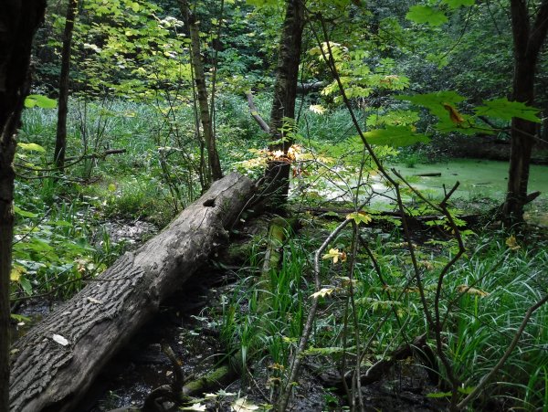 Природный парк Битцевский лес