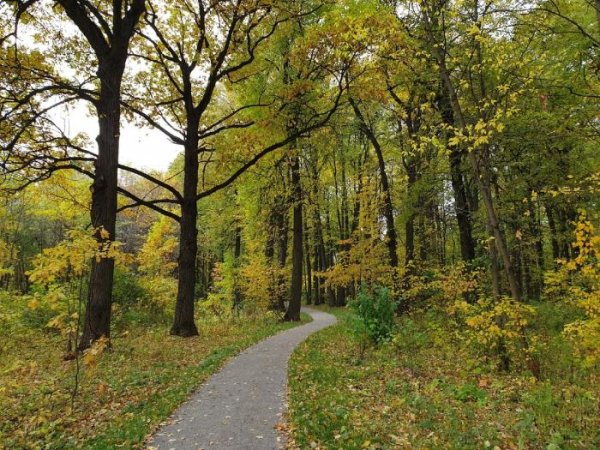 Томилинский лесопарк осень