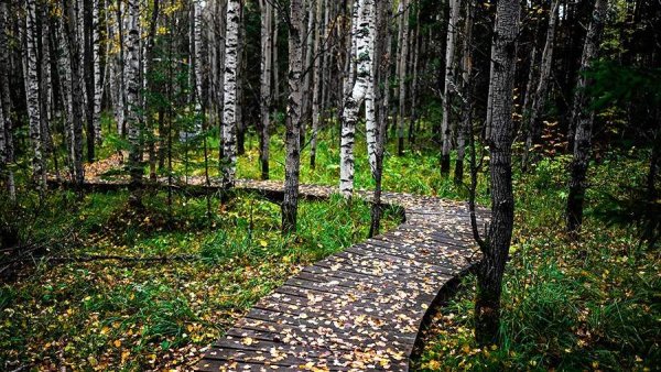 Экотропа Вятская Швейцария