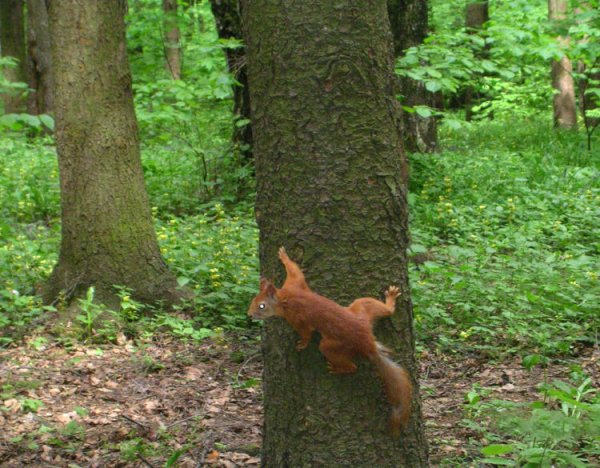 Битцевский лес животные и растения