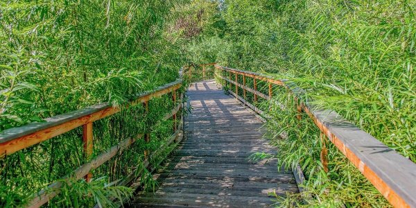 Новый парк в Битцевском лесу Ясенево