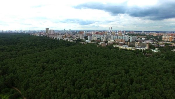Измайловский парк с высоты птичьего полета
