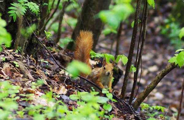Фауна Битцевского лесопарка