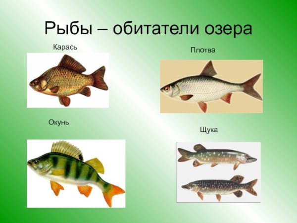 Обитатели озера
